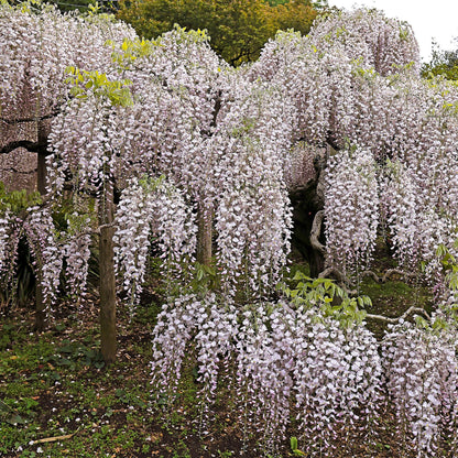 GreenboutiQ - Blauregen - Wisteria floribunda Rosea - 1 Pflanze - Topf 11cm - Pflanzfix24.de - Pflanzfix24.de