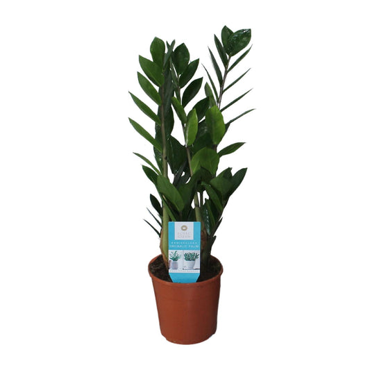 Zamioculcas Zamiifolia Ø14cm – Pflegeleicht & Robust | Pflanzfix24