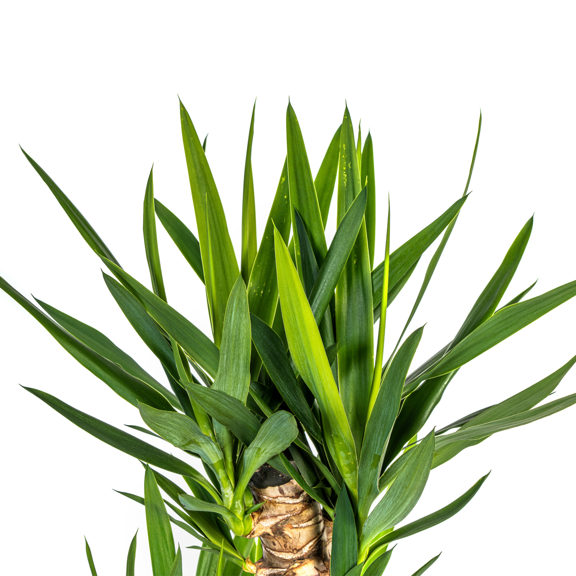 Yucca Elephantipes Ø24cm | Zimmerpflanze 120-140cm – Pflanzfix24.de - Pflanzfix24.de