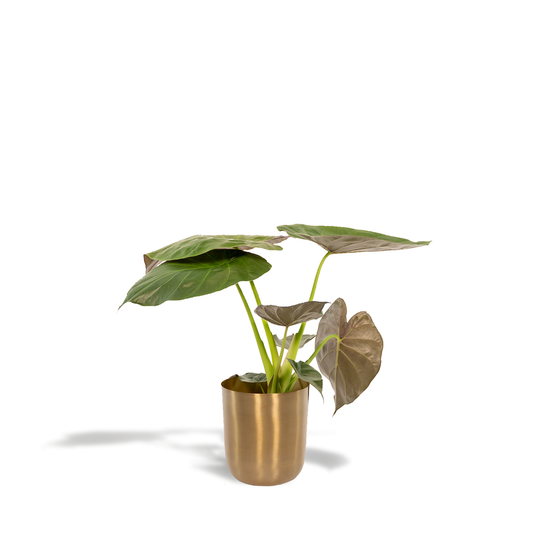 Alocasia Wentii - Ø19cm - ↕65cm + Topf Mayk Gold - Pflanzfix24