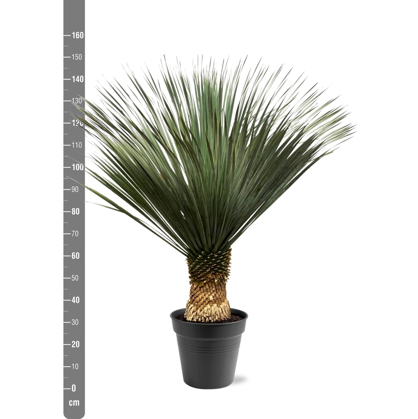 Yucca Rostrata 130-150 cm Topf Ø50 cm – Robust & Exotisch | Pflanzfix24.de - Pflanzfix24.de
