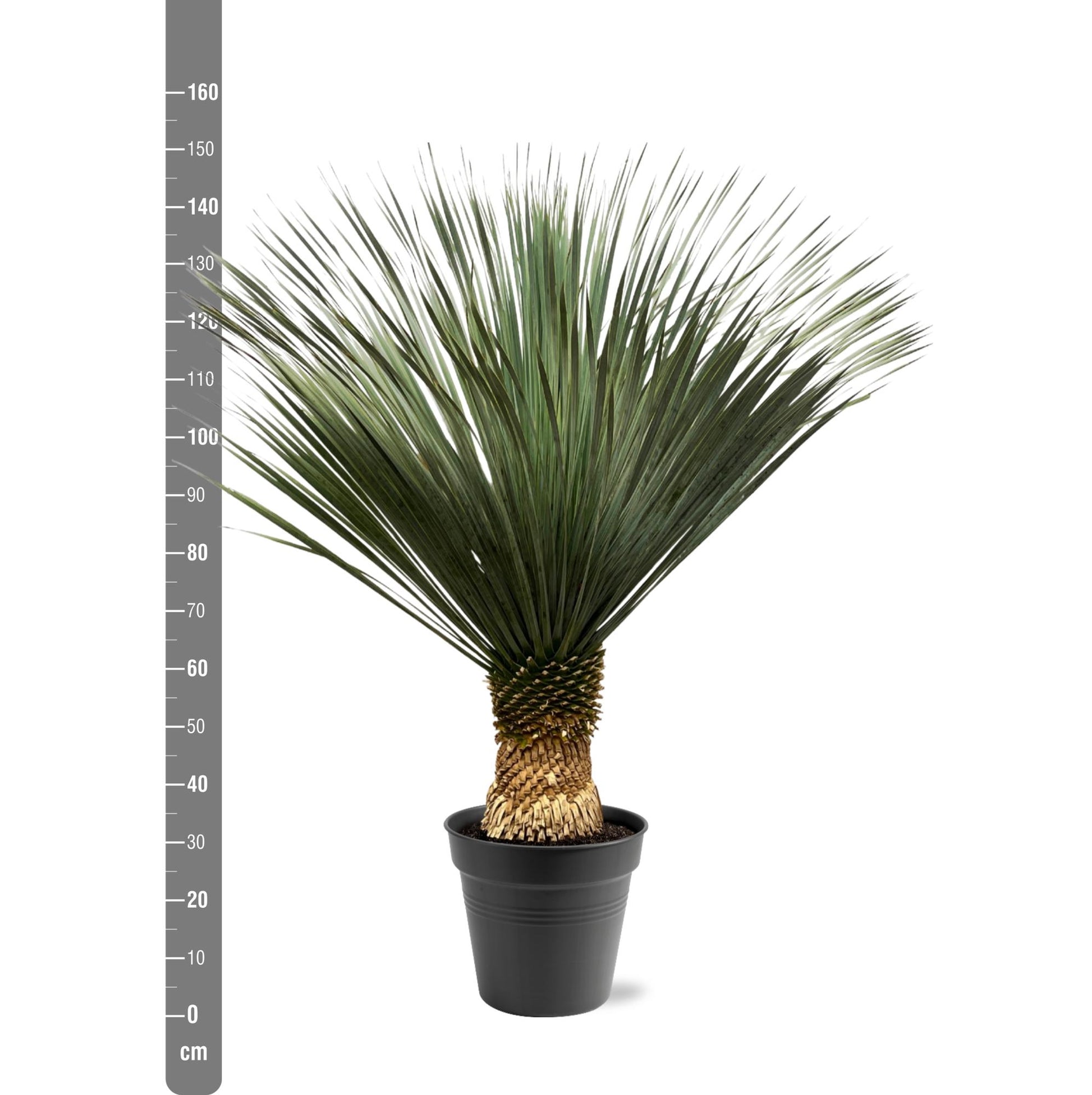 Yucca Rostrata 130-150 cm Topf Ø50 cm – Robust & Exotisch | Pflanzfix24.de - Pflanzfix24.de