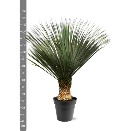 Yucca Rostrata 130-150 cm Topf Ø50 cm – Robust & Exotisch | Pflanzfix24.de - Pflanzfix24.de