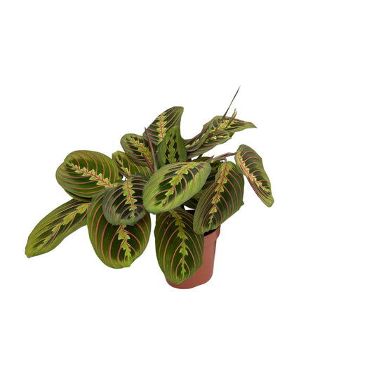 Maranta Fascinator (Arrowroot) Ø12cm | Pflanzfix24.de - Pflanzfix24.de