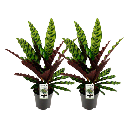 Calathea Lancifolia Insignis - 2 Stücke - Ø14cm - ↕45cm - Pflanzfix24