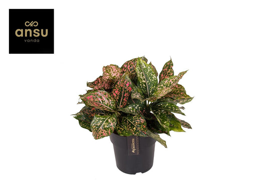 Aglaonema Pink Leopard - Ø19cm - ↕40cm bei Pflanzfix24