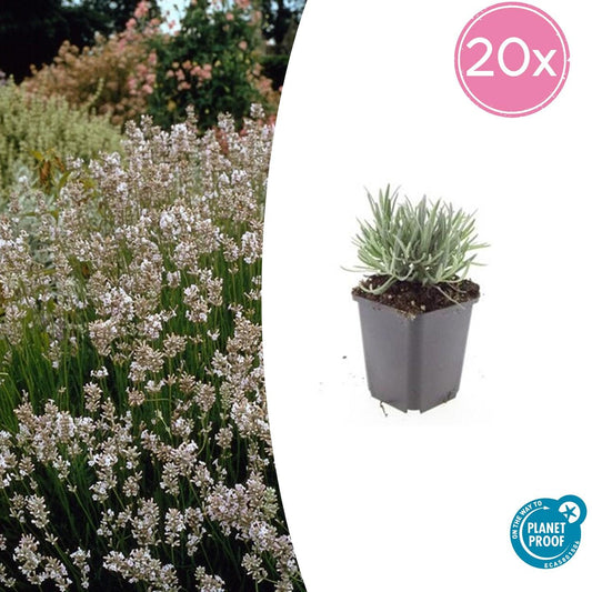 20x Lavandula int. 'Edelweiss' - Pflanzfix24