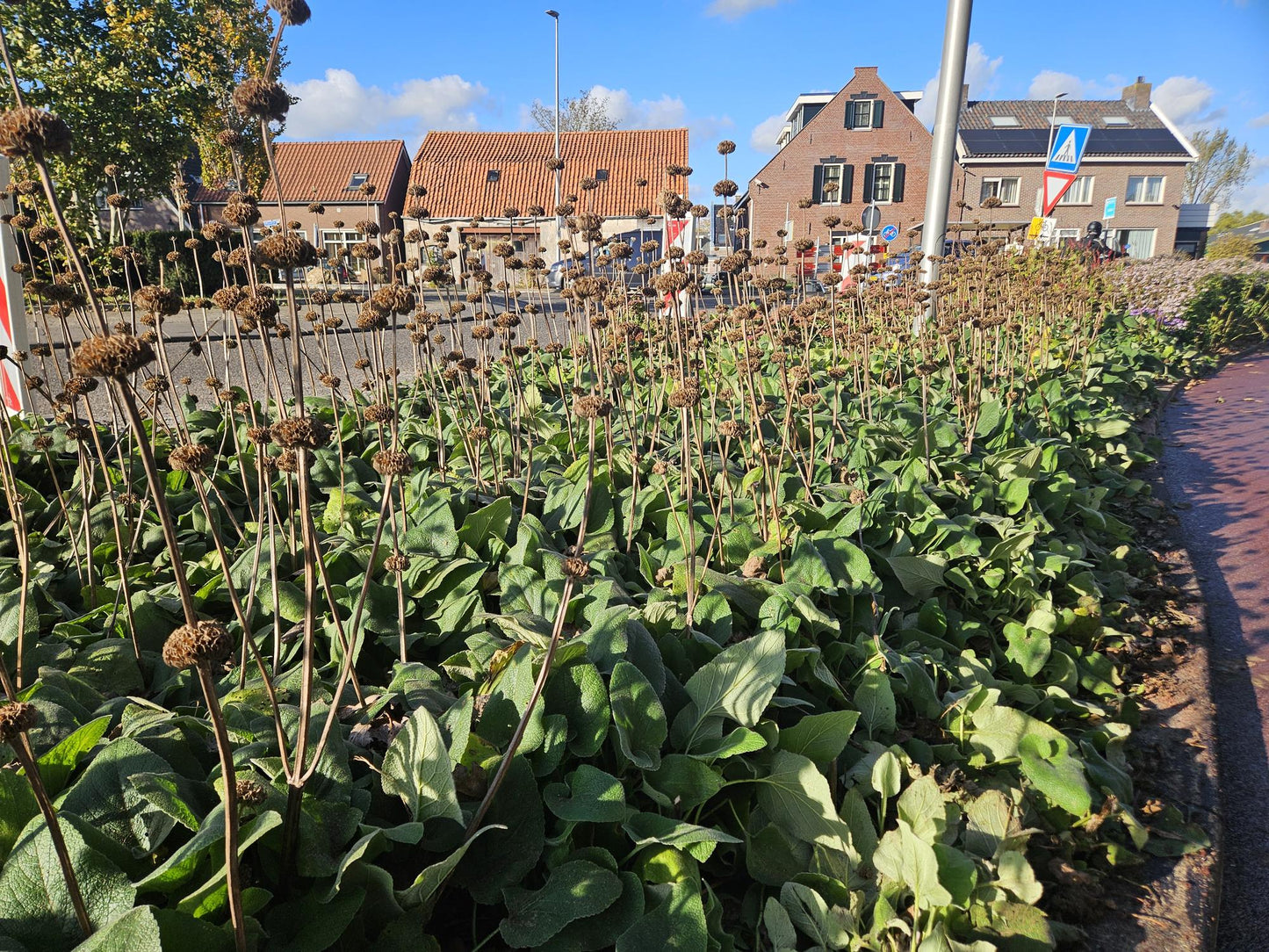 24x Phlomis russeliana - Winterharte Staude - Pflanzfix24
