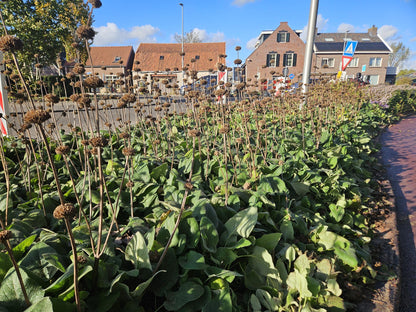 24x Phlomis russeliana - Winterharte Staude - Pflanzfix24