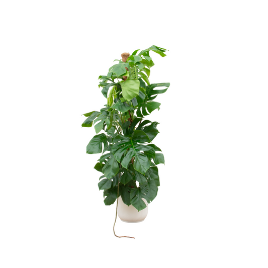 Combi deal - Monstera Pertusum XL inkl. elho Vibes Fold Round weiß Ø30 - pflanzfix24