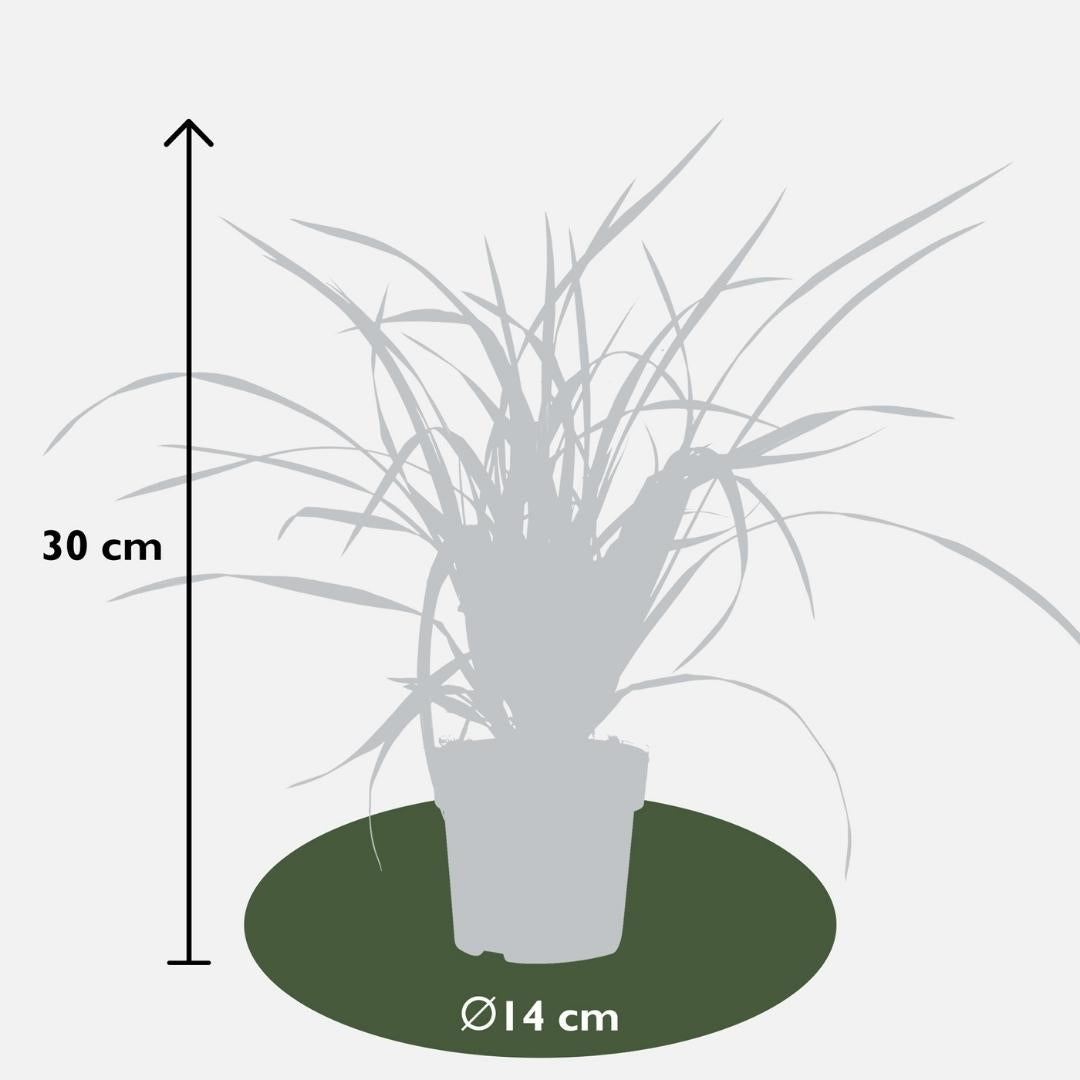 6 x Carex morrowii 'Irish Green' XL - 14 cm Topfgröße - Pflanzfix24