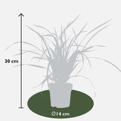 6 x Carex morrowii 'Irish Green' XL - 14 cm Topfgröße - Pflanzfix24