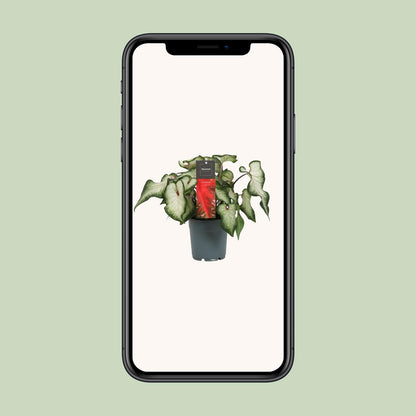 Caladium White Wonder - Ø12cm - Pflanzfix24