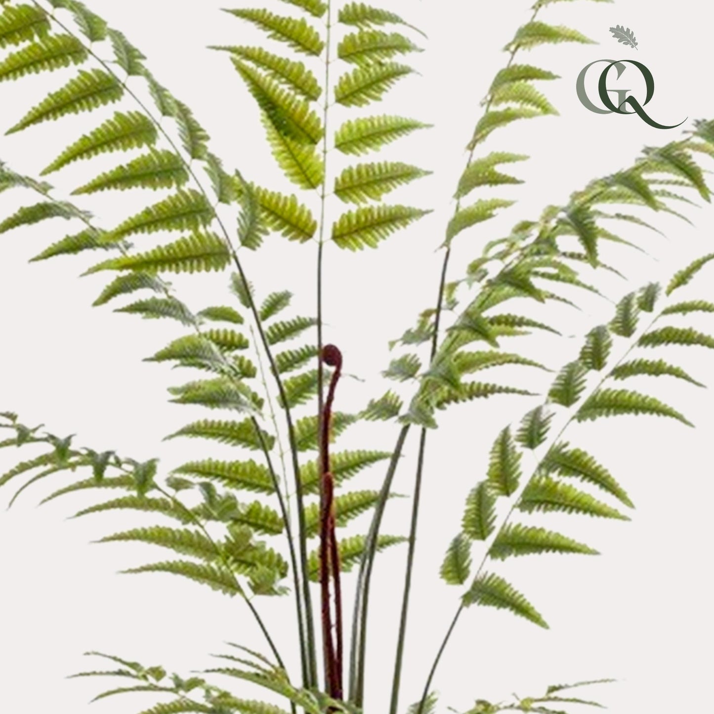 Kunstpflanze Rumohra Adiantiformis 180 cm – Lederfarn | Pflanzfix24.de - Pflanzfix24.de