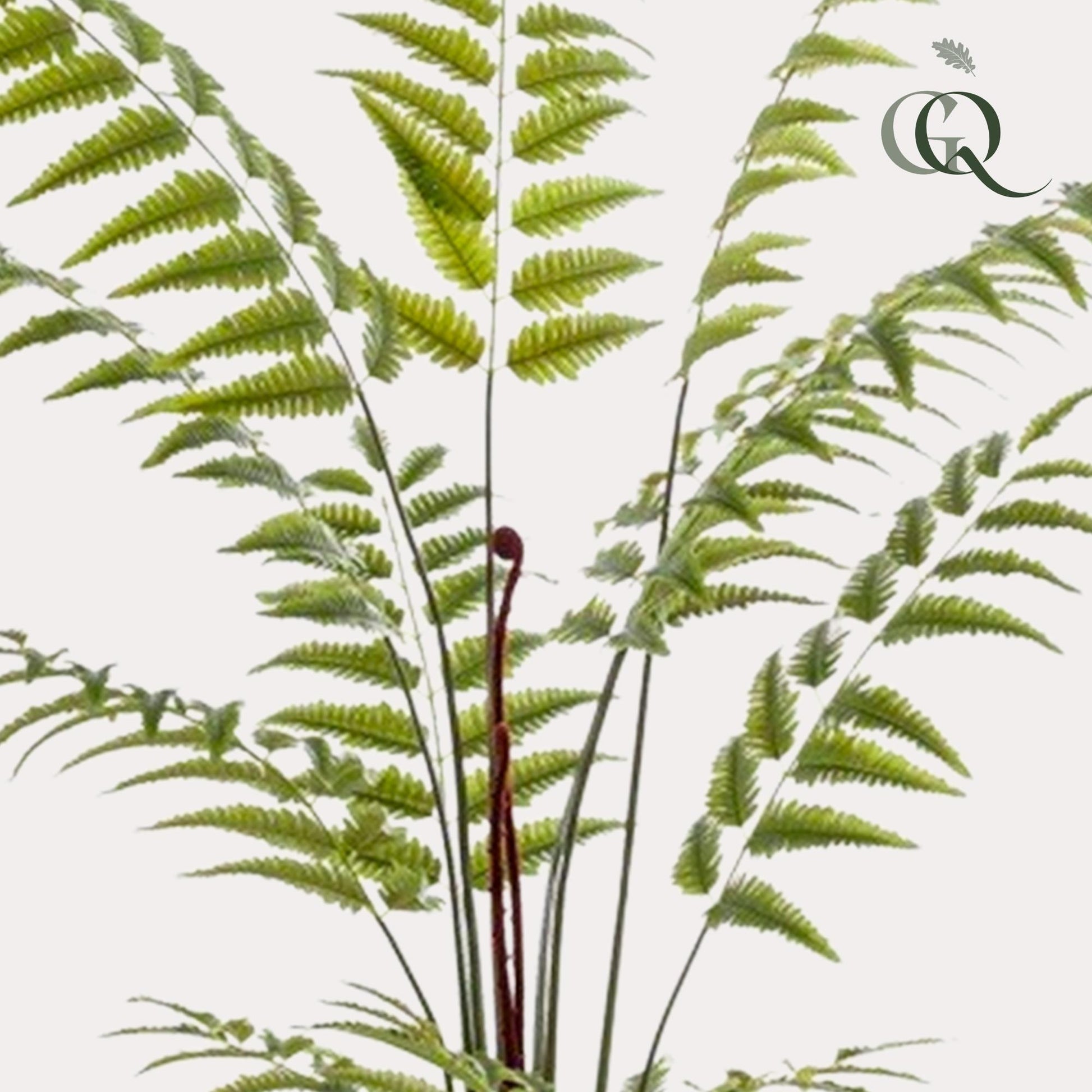 Kunstpflanze Rumohra Adiantiformis 180 cm – Lederfarn | Pflanzfix24.de - Pflanzfix24.de