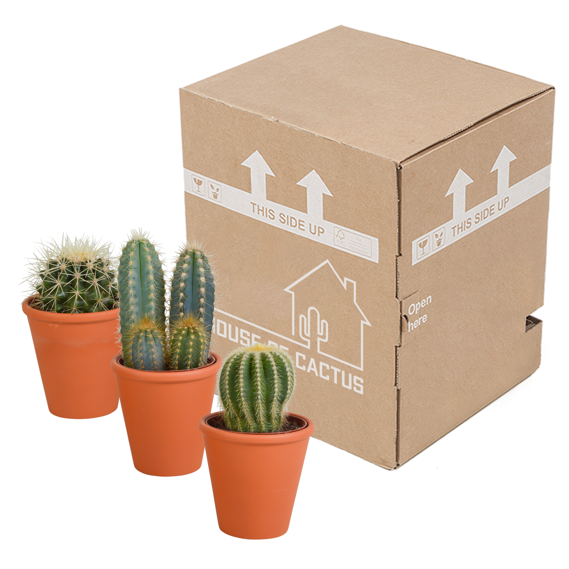 Kakteenmischung 8,5 cm - 3x - in terracotta pot - Pflanzfix24.de - Pflanzfix24.de