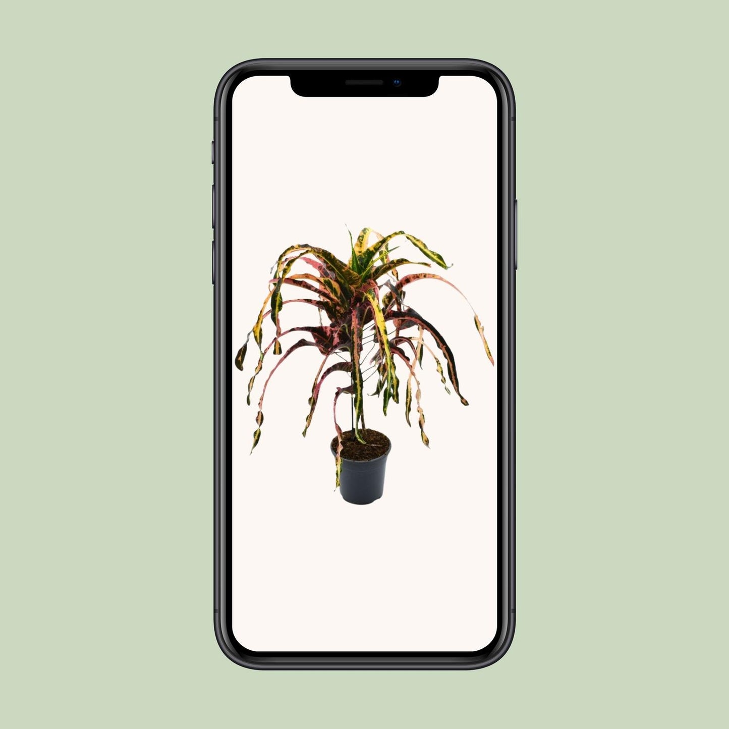 Croton Dreadlock P19 - Ø19cm - ↕85cm - Pflanzfix24