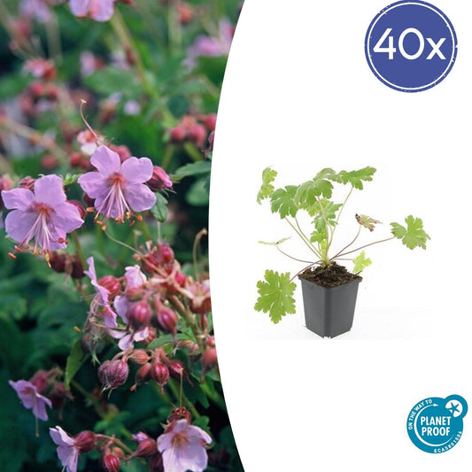 40x Geranium macr. 'Ingwersen's Var.' - ↕10-25cm - Ø9cm - Pflanzfix24.de - Pflanzfix24.de