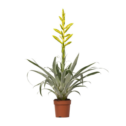 Tillandisa Oerstediana - Ø12cm - ↕60cm bei Pflanzfix24