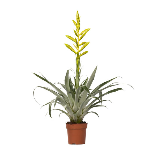 Tillandisa Oerstediana - Ø12cm - ↕60cm bei Pflanzfix24
