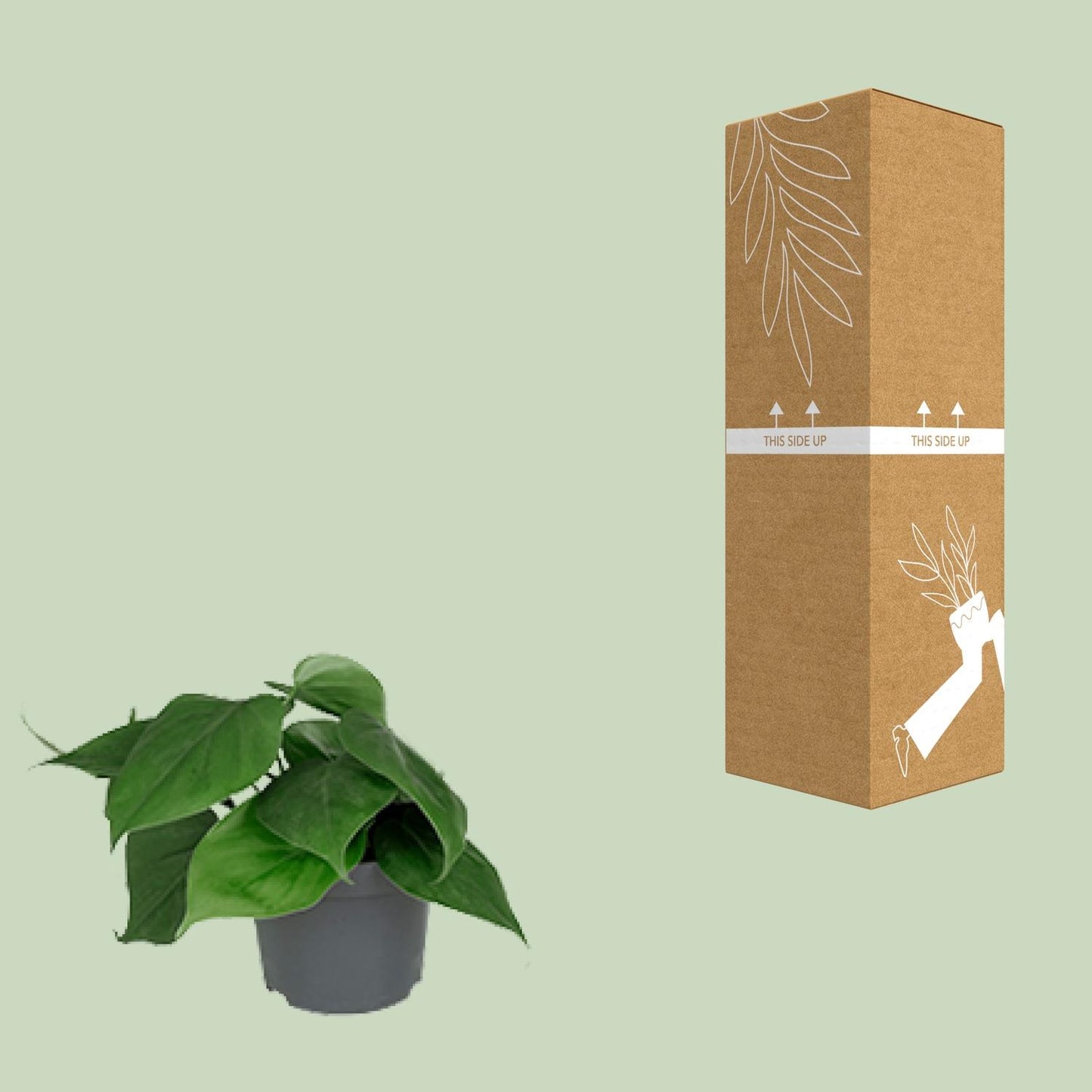 Philodendron Scandens 15cm Ø12cm – Pflegeleichte Zimmerpflanze | Pflanzfix24.de - Pflanzfix24.de