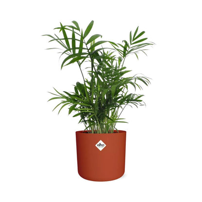 Chamaedorea in ELHO b.for soft rond 14cm brique - Pflanzfix24