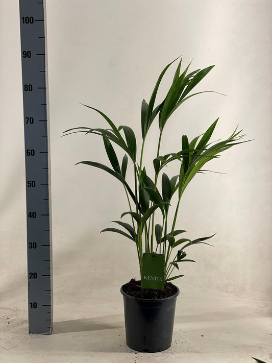 Kentiapalme - Ø19cm - ↕90cm bei Pflanzfix24
