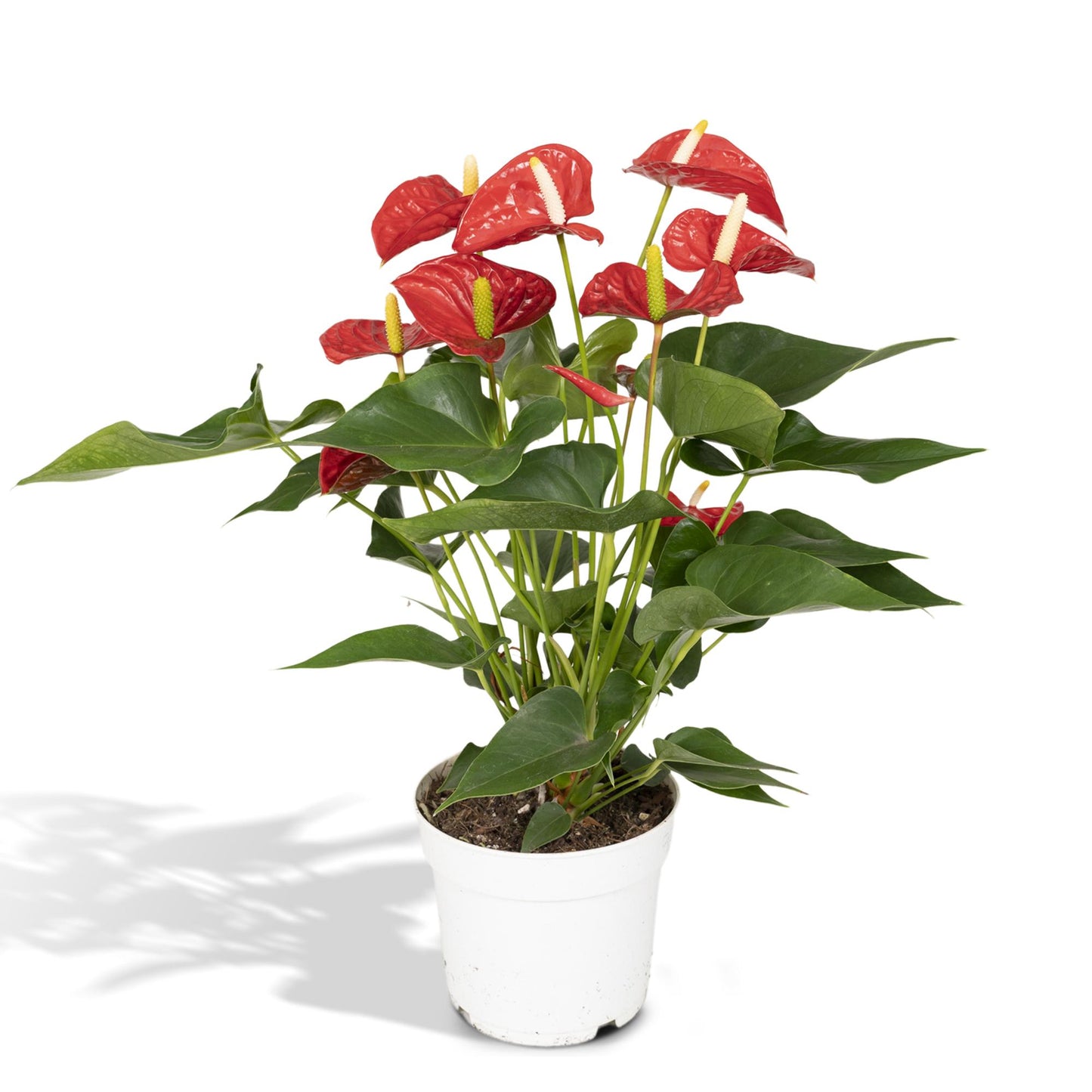 Anthurium Red - Ø17cm - ↕55cm - Pflanzfix24.de - Pflanzfix24.de