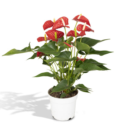 Anthurium Red - Ø17cm - ↕55cm - Pflanzfix24.de - Pflanzfix24.de