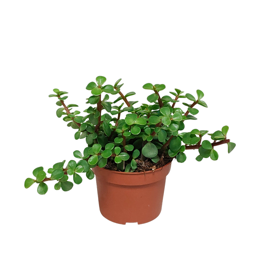 Portulacaria afra Green 10,5 cm – Pflanzfix24.de - Pflanzfix24.de