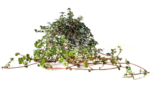 Pflanzfix24 Pilea Glaucophylla