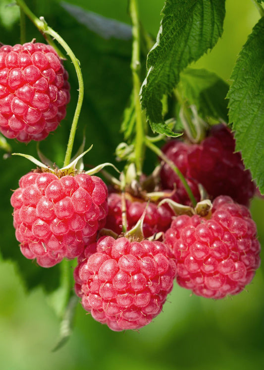 Rubus idaeus 'Malling Promise' - pflanzfix24