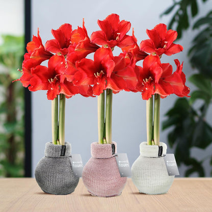 No Water Flowers® (wax amaryllis) Fashionz Cozy Fluffy Mix (3 pack) + Red flower - Pflanzfix24
