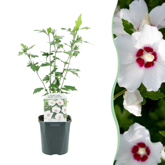 Pflanzfix24.de - Hibiscus syriacus Red Heart - 1 Pflanze - Topf 17cm - Pflanzfix24.de