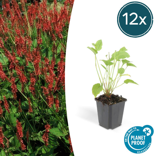 12x Persicaria amplexicaulis – robuste, rote Blütenstaude | Pflanzfix24.de - Pflanzfix24.de