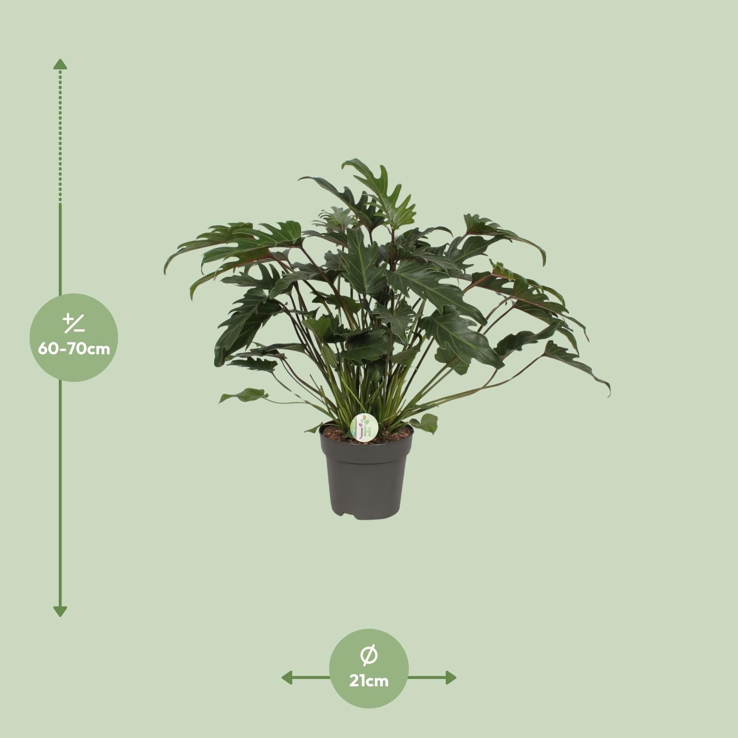 Philodendron Xanadu Ø21cm – Üppige Zimmerpflanze | Pflanzfix24.de - Pflanzfix24.de