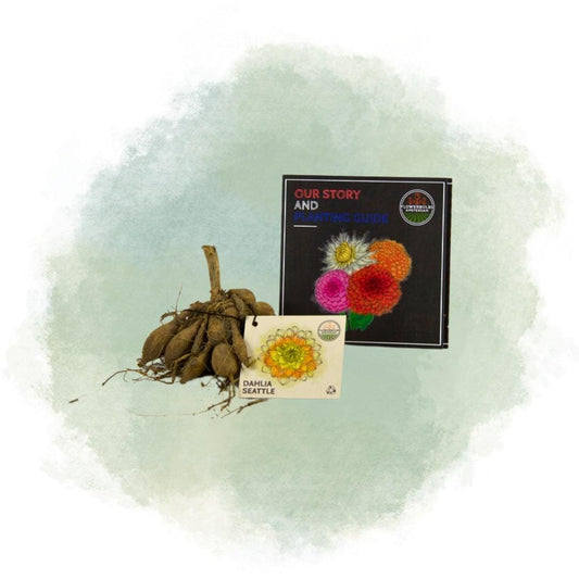 Dahlie 'Seattle' - 24 Knollen für 4 m² - Flowerbulbs Amsterdam - Pflanzfix24.de - Pflanzfix24.de
