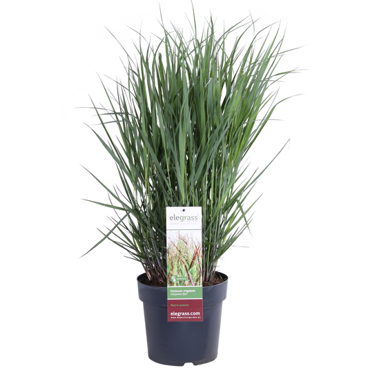 Panicum virgatum Cheyenne Sky Gras Ø23cm | Pflanzfix24.de - Pflanzfix24.de