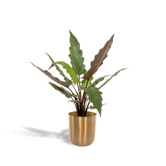 Alocasia Lauterbachiana - Ø19cm - ↕80cm + Topf Mayk Gold - Pflanzfix24
