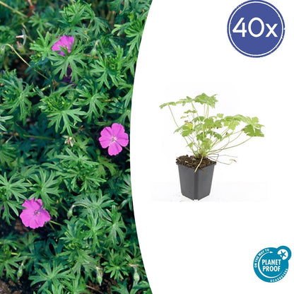 40x Geranium 'Tiny Monster' - ↕10-25cm - Ø9cm - Pflanzfix24.de - Pflanzfix24.de