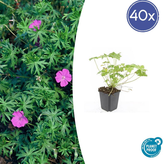40x Geranium 'Tiny Monster' - ↕10-25cm - Ø9cm - Pflanzfix24.de - Pflanzfix24.de