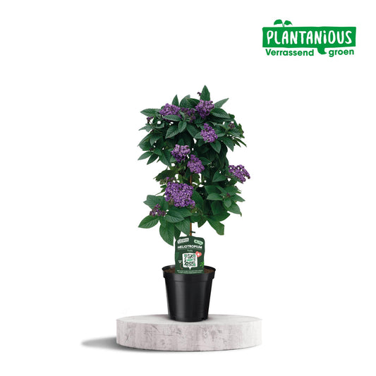 Heliotropium - Ø19cm - ↕75cm bei Pflanzfix24