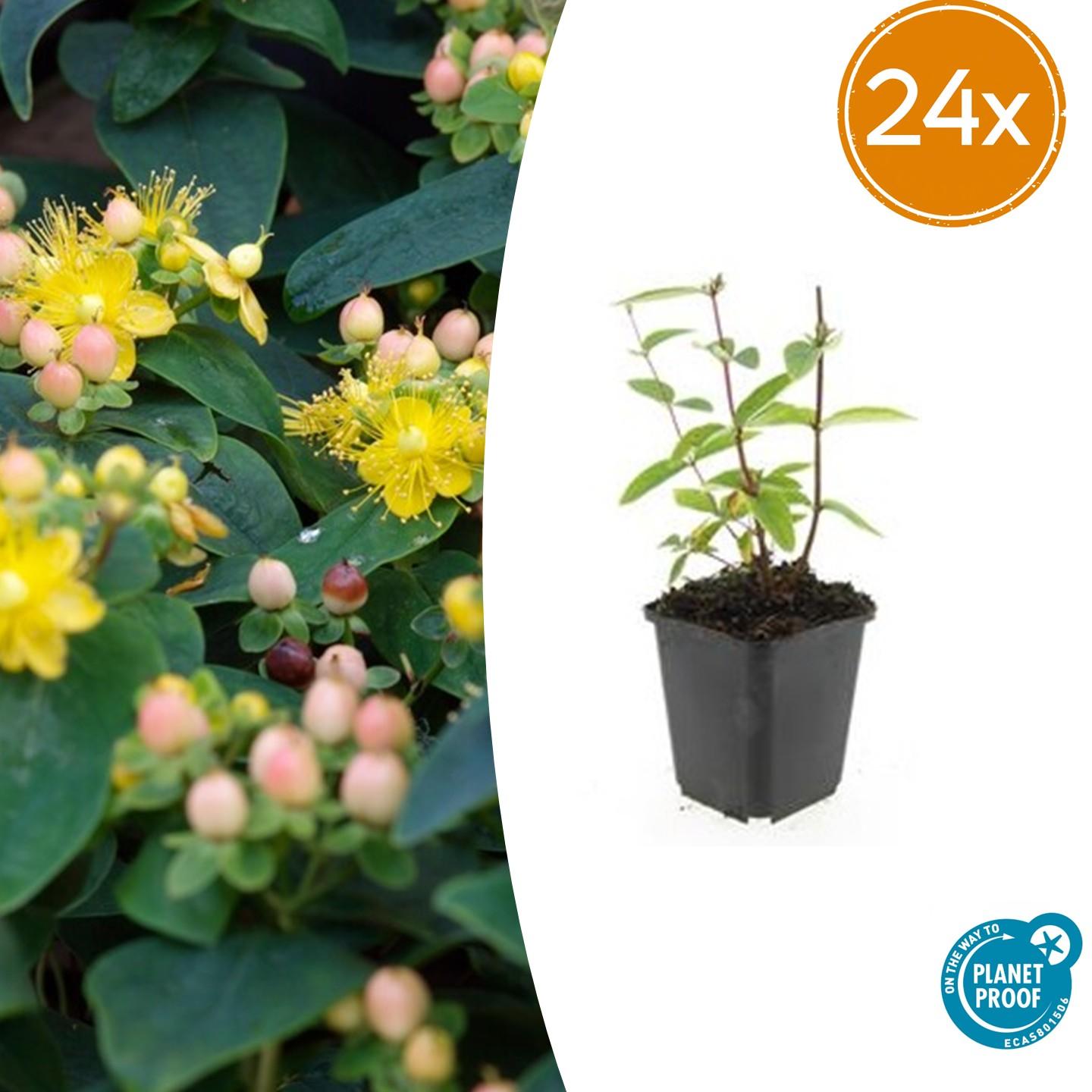 24x Hypericum inodorum 'Annebel' - ↕10-25cm - Ø9cm - Pflanzfix24