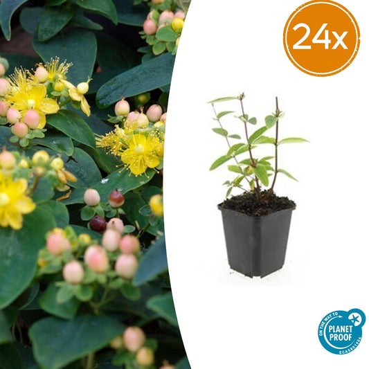 24x Hypericum inodorum 'Annebel' - ↕10-25cm - Ø9cm - Pflanzfix24