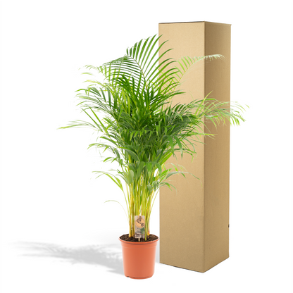 Areca-Palme - Ø21cm - ↕130cm - Pflanzfix24.de - Pflanzfix24.de