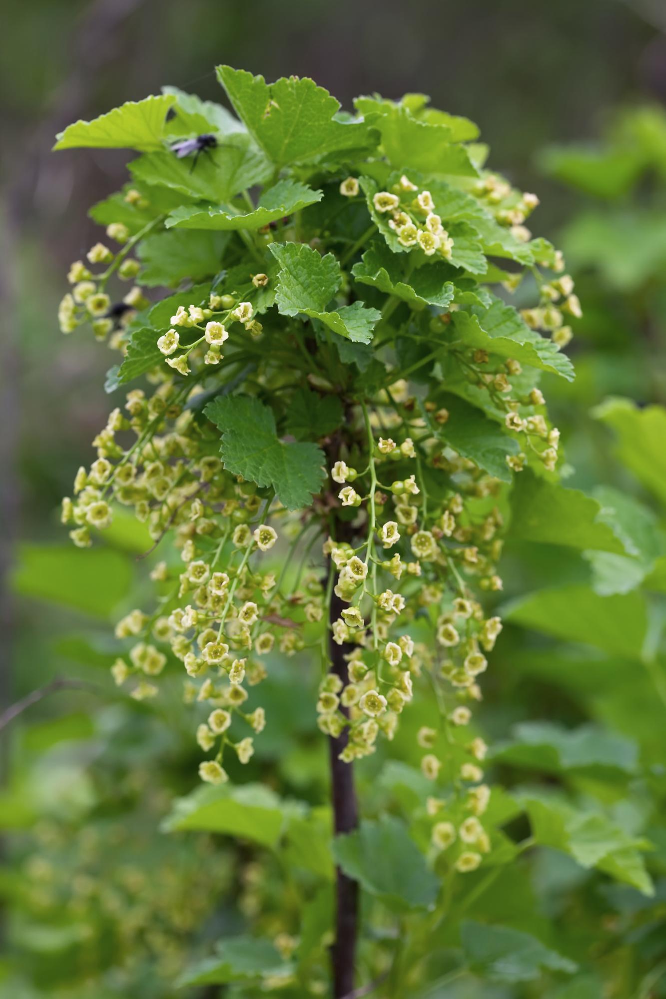 Ribes rubrum 'Jonkheer van Tets' rote Johannisbeere – Pflanzfix24.de - Pflanzfix24.de