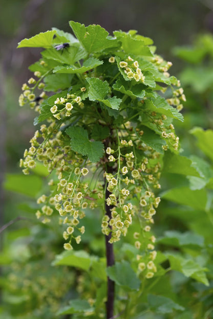 Ribes rubrum 'Jonkheer van Tets' rote Johannisbeere – Pflanzfix24.de - Pflanzfix24.de
