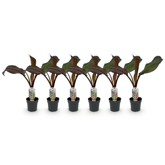 Bananenpflanze Ensete ventricosum Maurelli - 6er Set - Topf 12cm - Pflanzfix24