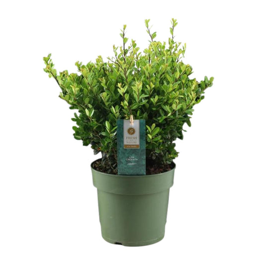 Ilex Crenata 'Jenny'® P17 - Pflanzfix24