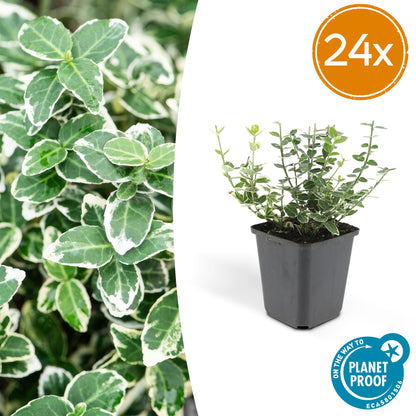 24x Euonymus fort. 'Emerald Gaiety' - ↕10-25cm - Ø9cm - Pflanzfix24